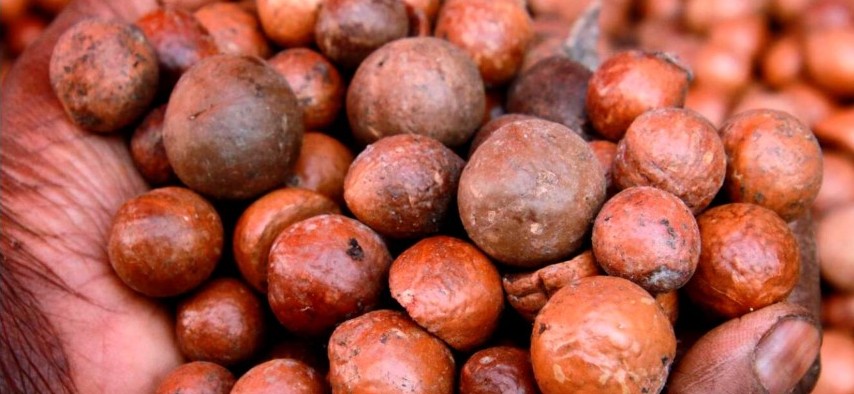 Agriculture and Food Authority launches nationwide crackdown on unlicensed macadamia dealers