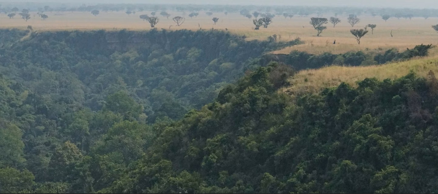 Planting trees to remove carbon can harm the environment or protect it: Study highlights trade‑offs