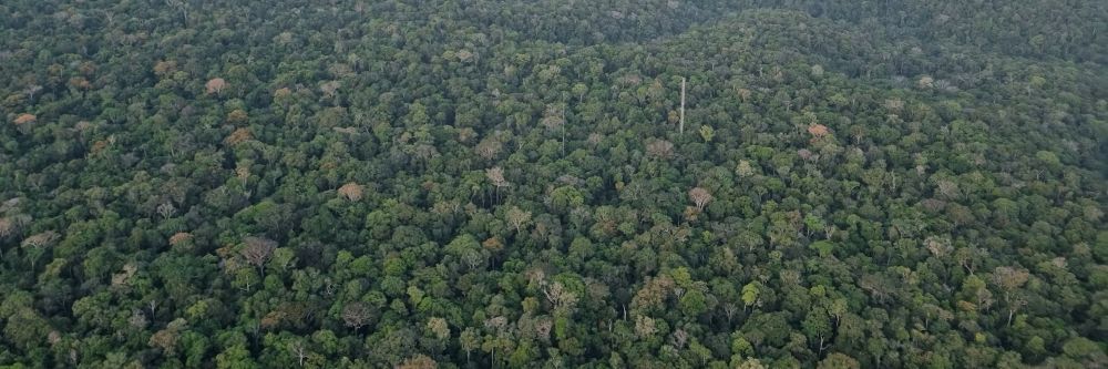 Chopping down areas of tropical rainforest is causing rising temperatures linked to thousands of deaths
