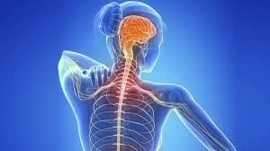 How multiple sclerosis disease harms the brain, spinal cord