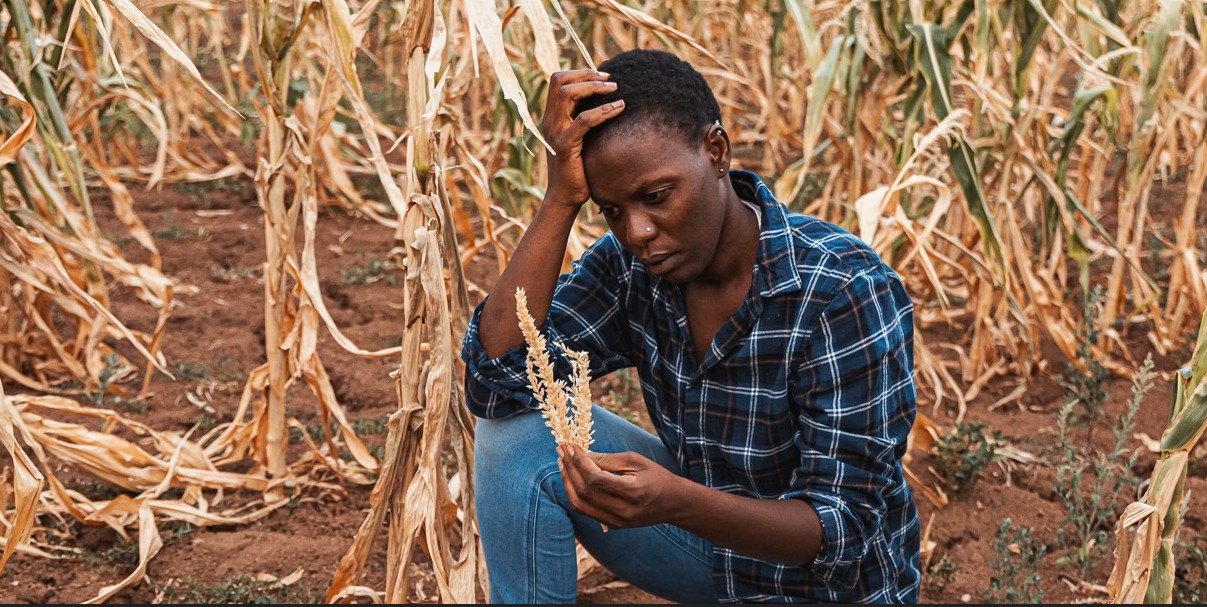Extreme heat growing threat to health, jobs, food security in southern Africa – Study looks for practical solutions