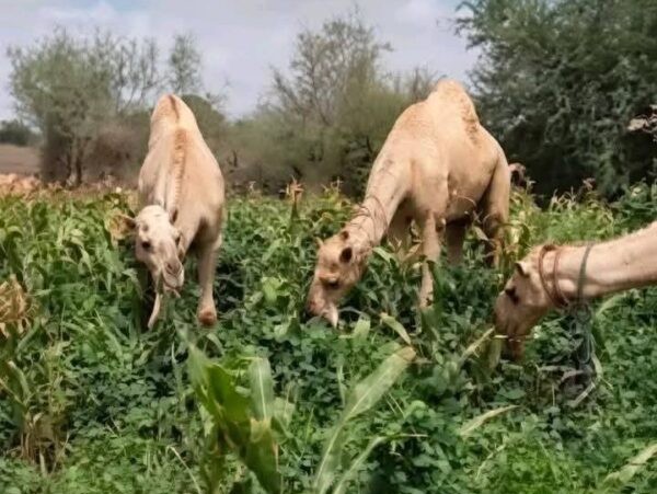 Fact-check: Viral camel grazing video linked to Somalia, not Kitui, amid rising tensions