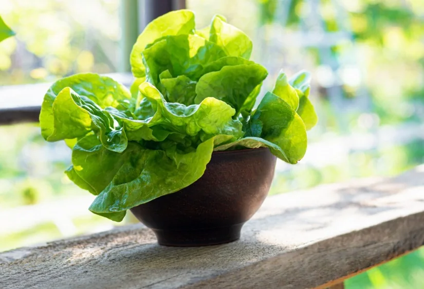 Balcony gardening: How to grow spinach in compact spaces