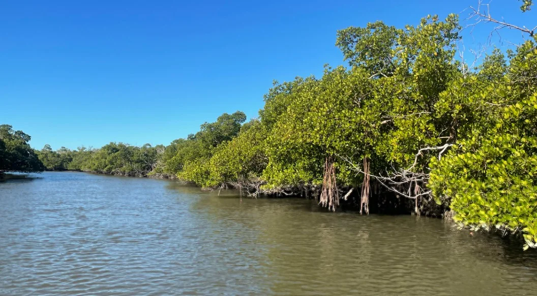 Image source https://eastleighvoice.co.ke/coast/354001/clean-cooking-push-launched-as-mangrove-destruction-worsens-in-mombasas-tudor-creek