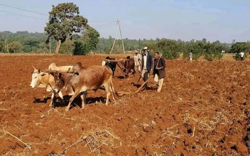 Emerging El Niño conditions threaten crop production in Kenya, wider East Africa