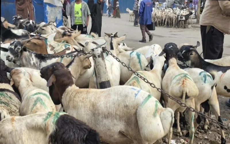 Qurbani activities continue in Eastleigh as Muslims observe Eid al-Adha