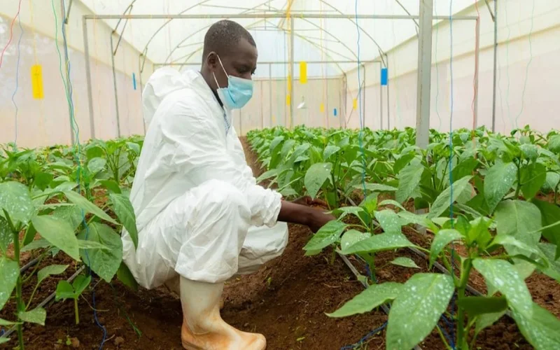 AfDB bets on agriculture to absorb Africa’s 11 million annual job seekers