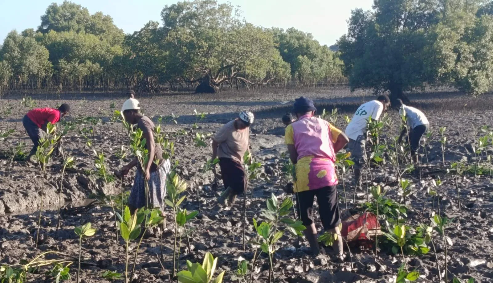 Kenya to attempt Guinness World Record with 5,000 volunteers in Mombasa mangrove restoration drive