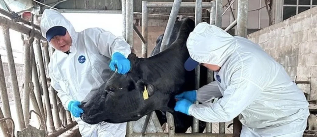 Livestock antibiotic use could rise 30 per cent by 2040, fuelling antimicrobial resistance risks