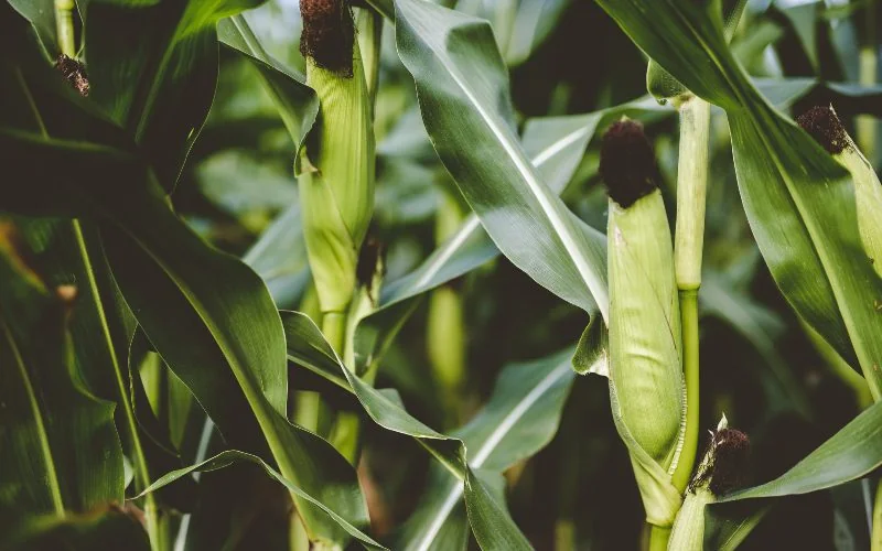 Court hears final arguments in GMO maize case as Biosafety Authority defends approval framework