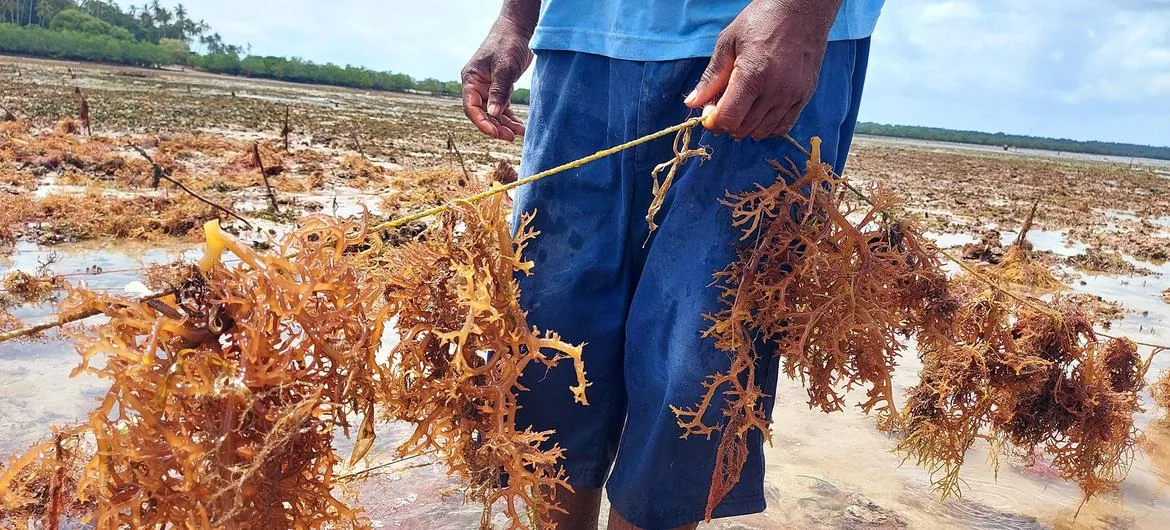 Why sustainable alternatives to plastic are struggling to compete