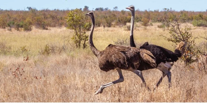 Konza Technopolis gets wildlife conservancy status in major push for green smart city model