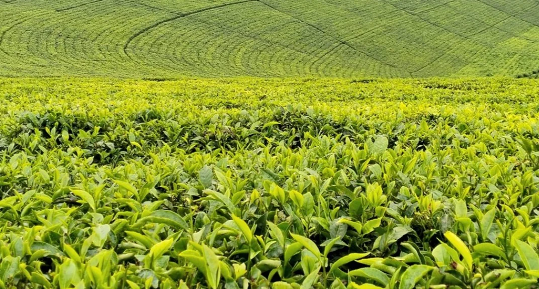 Treasury unveils fresh funding after strong growth in tea, coffee and sugar sectors