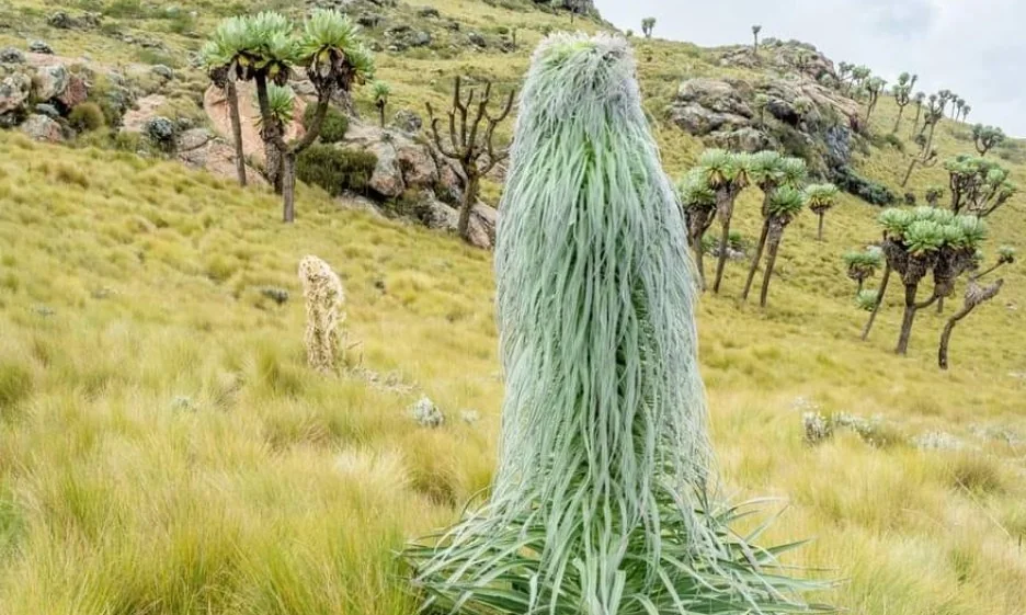 KWS probes viral video showing destruction of rare plant that takes decades to mature