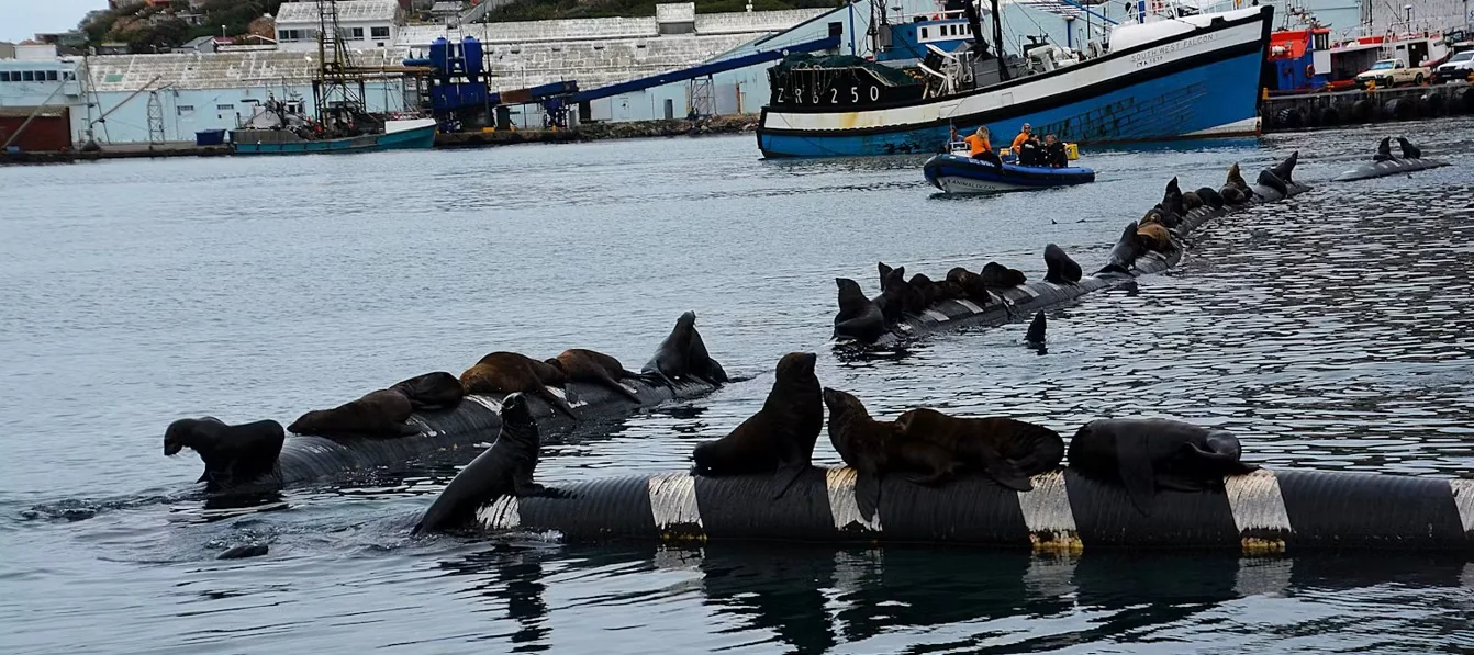 Sharks, seals, hunters, tourists: How wildlife‑human interactions matter for conservation