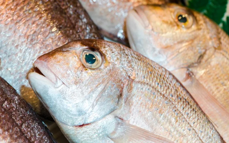 Africa faces fish supply challenge despite record global production, UN report warns
