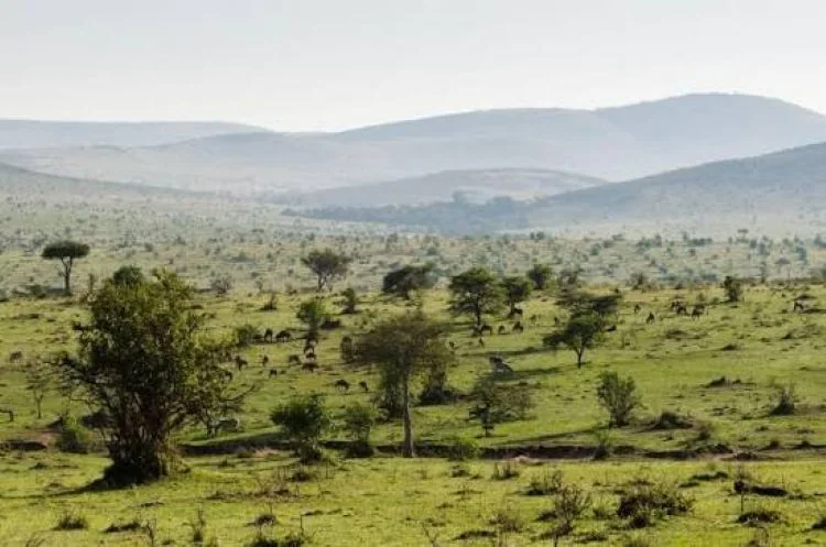 Verra reinstates Northern Kenya Grassland Carbon Project after community review