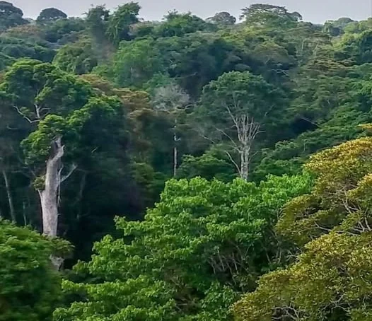 High Court to rule July 30 on bid to halt Upper Imenti Forest developments