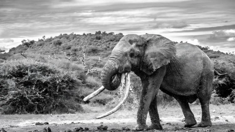 Amboseli loses another iconic giant as Tusker One Ton dies
