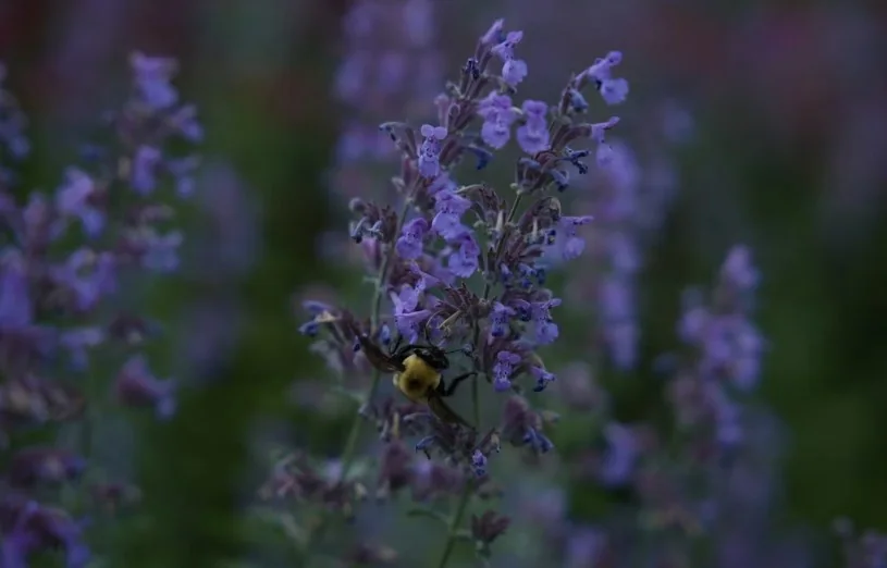 Uganda-developed catnip lotion shows promise as affordable mosquito repellent