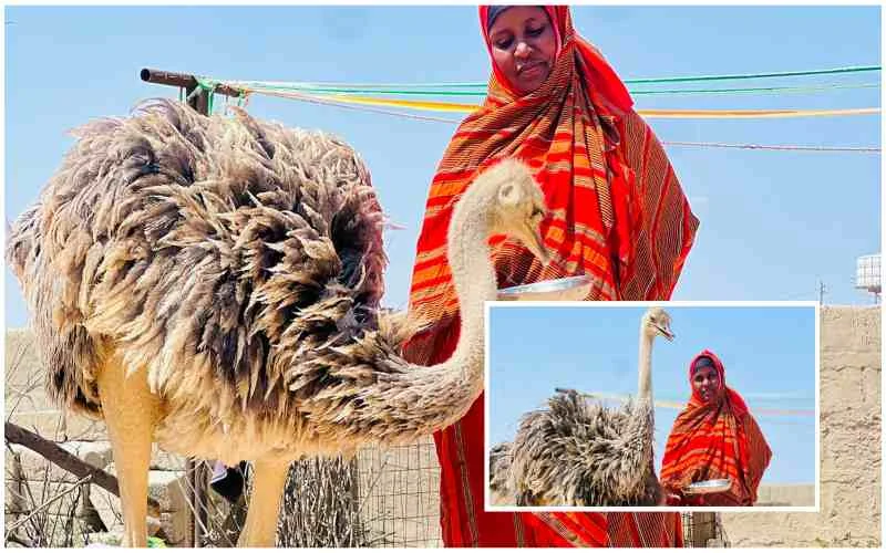 Wajir woman in tears as KWS seizes ostrich she raised from a chick, cared for during drought