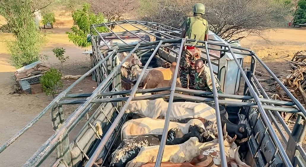 Multi-agency security team recovers 45 stolen cattle, repels bandits in Turkana