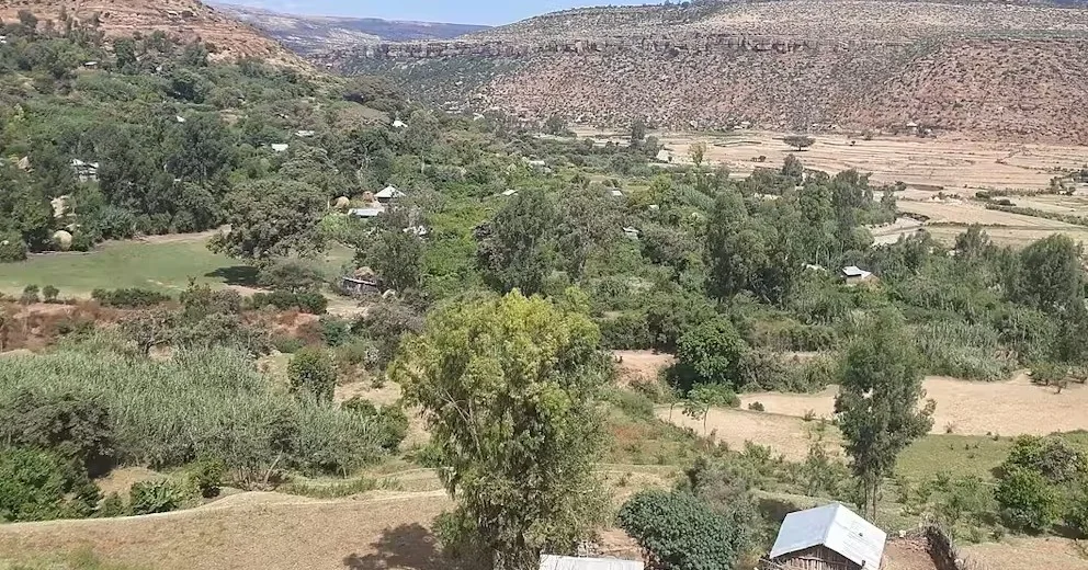 Tigray’s old grapevines have survived against the odds: New research uncovers their genetic, historic value