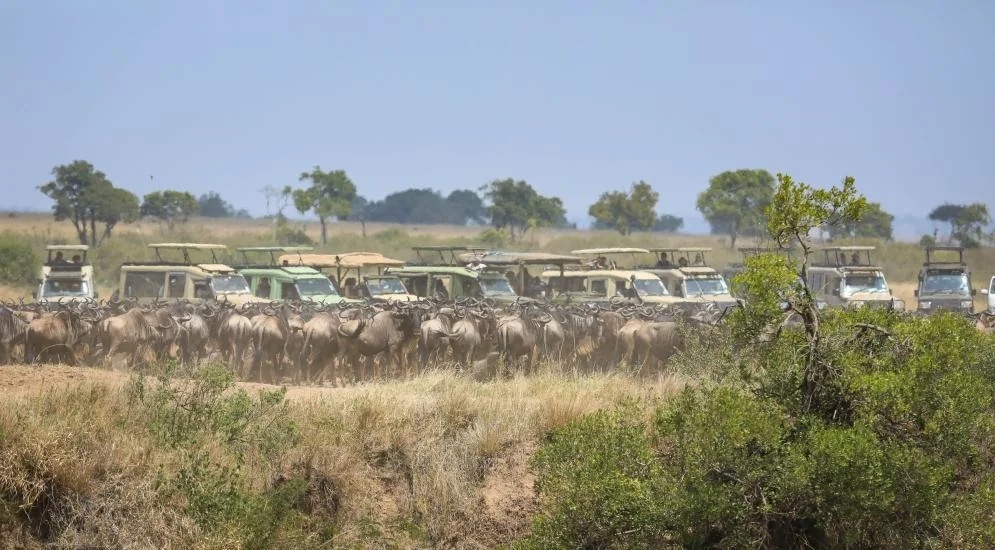 Do tourists stress out safari animals? We tested their dung to find out