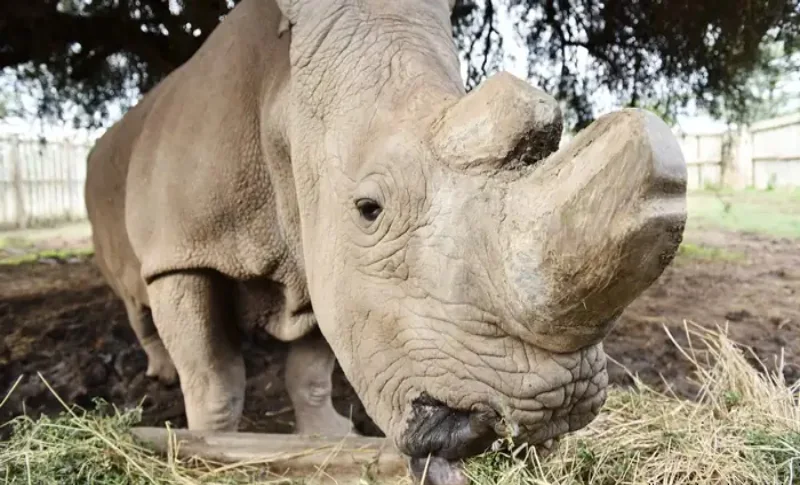 Beyond Sudan, last male northern white rhino: ‘The Caretakers’ reveals fight against extinction